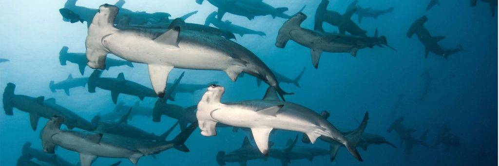 Ecuador Galapagos Sonderreise Hammerhaie