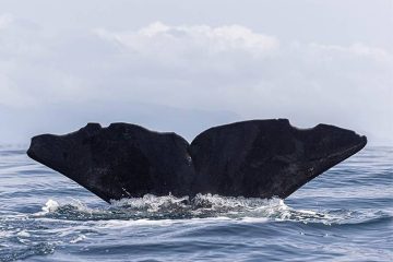 Azoren Whale Watching