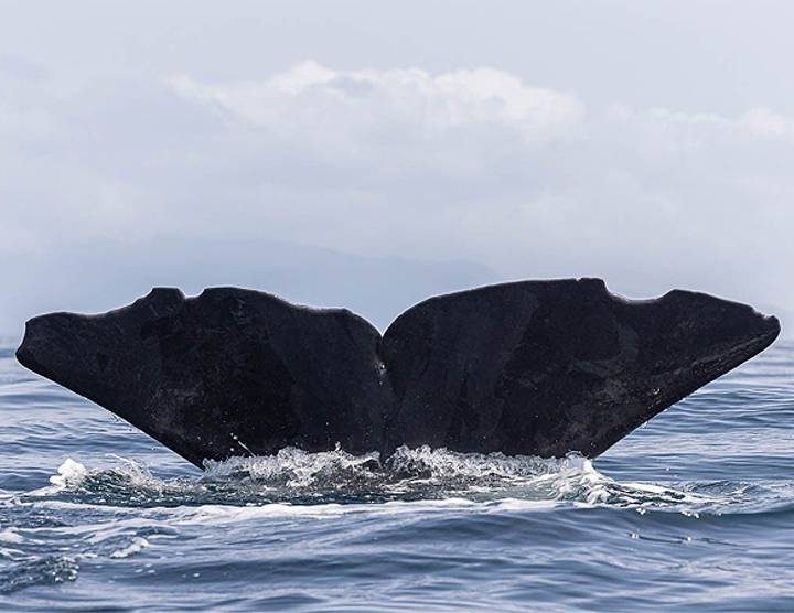 Azoren Whale Watching