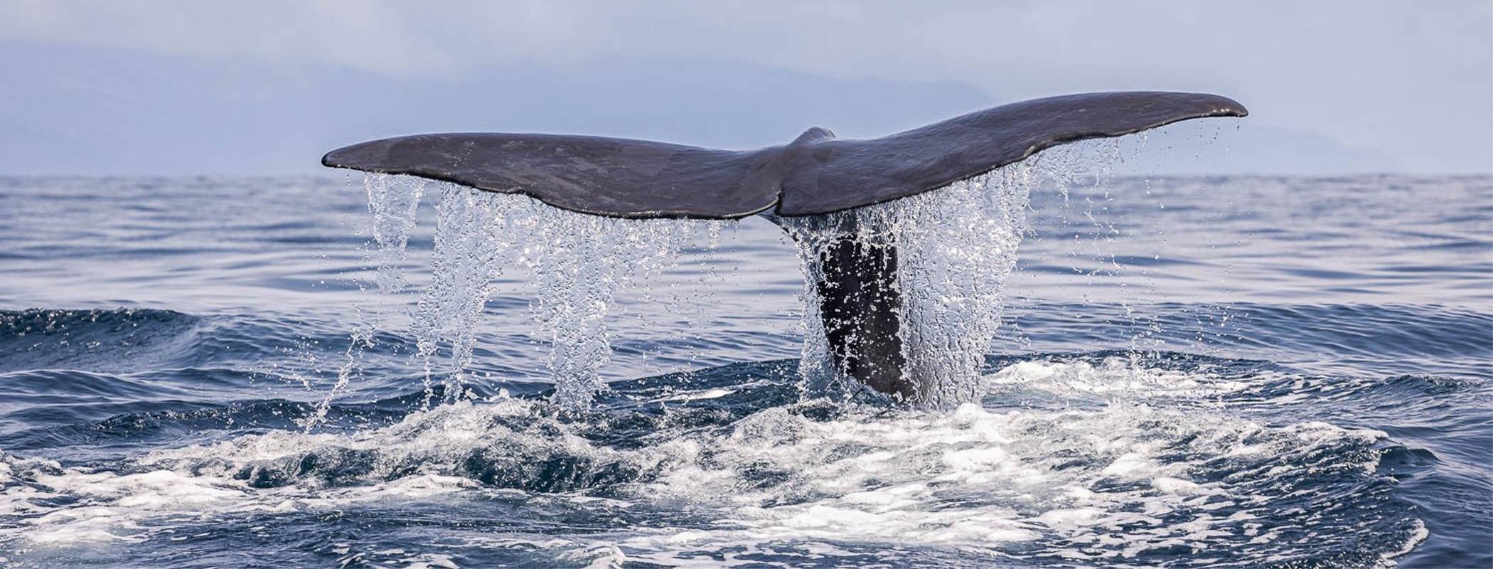 Azoren Whale Watching