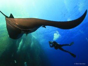 Manta Rochen Socorro