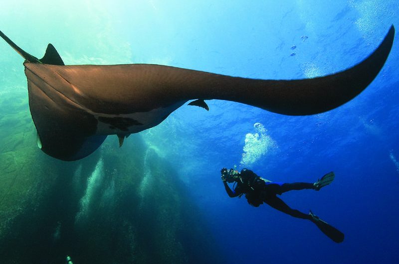 Manta Rochen Socorro