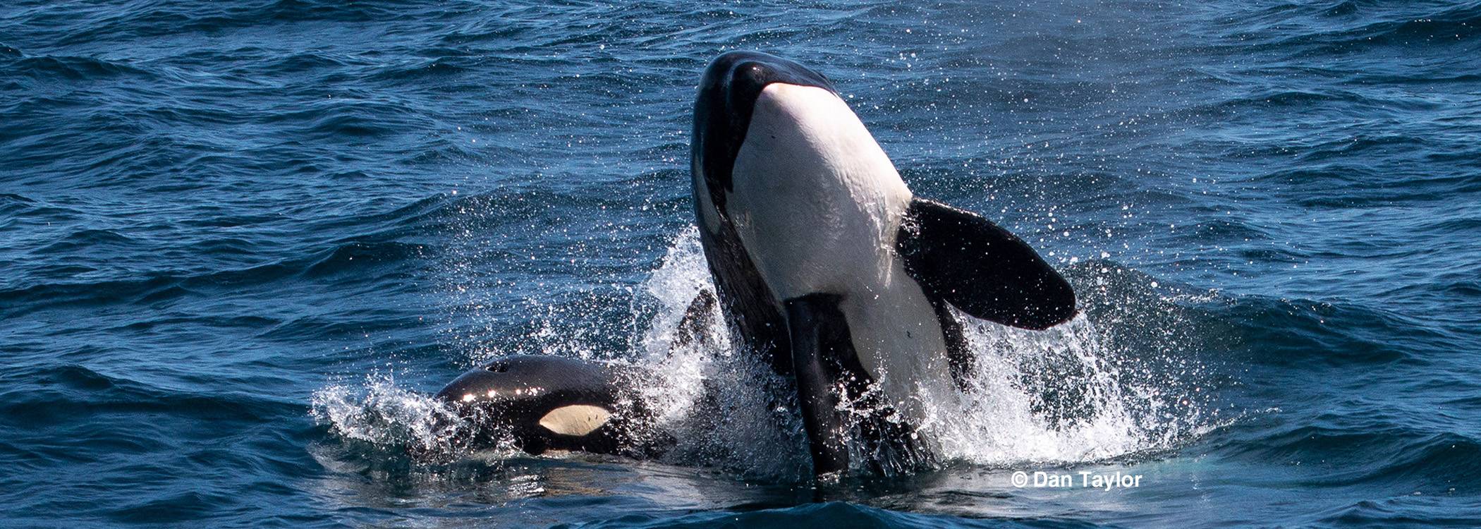 Orca Sea of Cortez