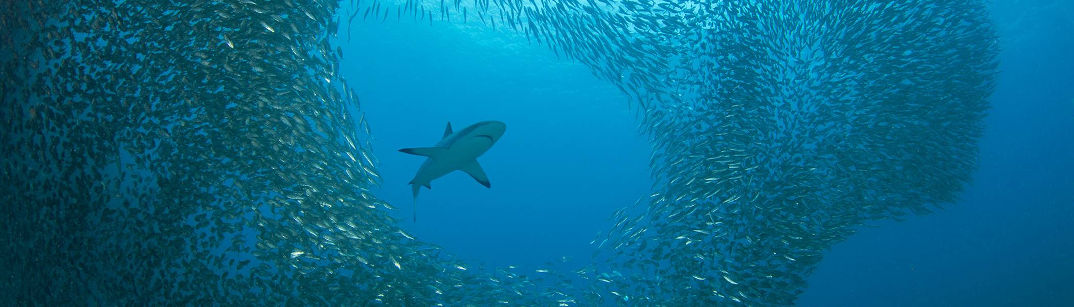 Blacktip Reef Shark And Sardine School Moalboal Philippines