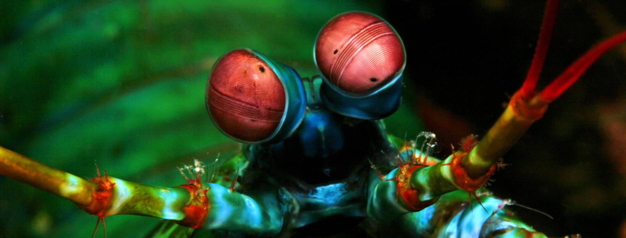 Peacock Mantis Shrimp Infiniti