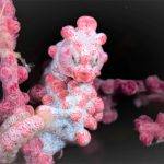 Pygmy Seahorse