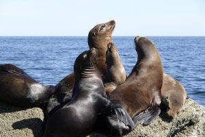 Sea of Cortez Sealion