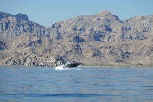 Sea of Cortez Wale