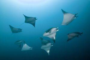 Mobula unter der Wasseroberfläche